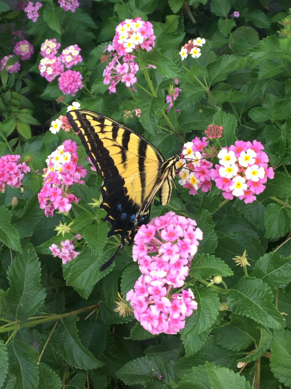 Our Odie 8/21/79-3/28/96